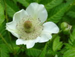 Rubus illecebrosus - Obrázek 3