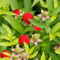 Rubus illecebrosus