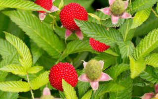 Rubus illecebrosus
