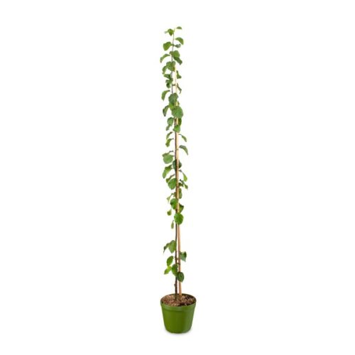 Slivoň sloupovitá 'Aroma Spur'®-pozdní - Obrázek 3