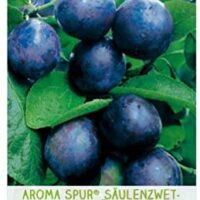 Slivoň sloupovitá 'Aroma Spur'®-pozdní - Obrázek 2