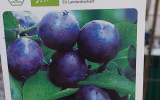 Slivoň sloupovitá 'Aroma Spur'®-pozdní