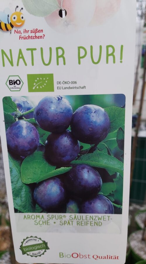 Slivoň sloupovitá 'Aroma Spur'®-pozdní - Obrázek 1