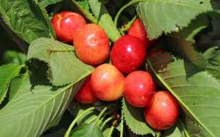 Třešeň 'Velká princezna'