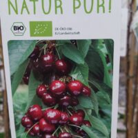 Třešeň sloupovitá 'Aroma-Spur®' , C7,5L-BIO!-tmavá chrupka