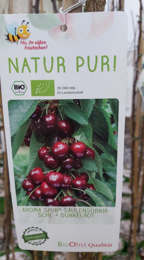 Třešeň sloupovitá 'Aroma-Spur®' , C7,5L-BIO!-tmavá chrupka - Obrázek 1