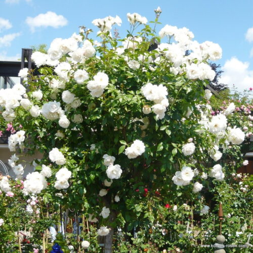 ROSA KORDES 2L, Schneewittchen® - Obrázek 4