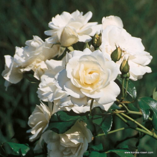 ROSA KORDES 2L, Schneewittchen® - Obrázek 2