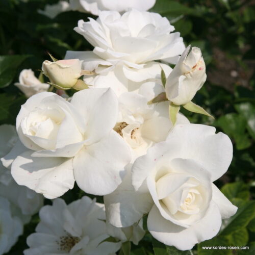 ROSA KORDES 2L, Schneewittchen® - Obrázek 1