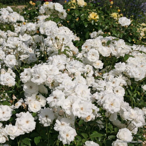 ROSA KORDES 2L, Schneewittchen® - Obrázek 3