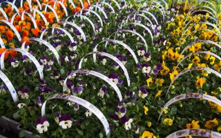 Viola cornuta, 10pack