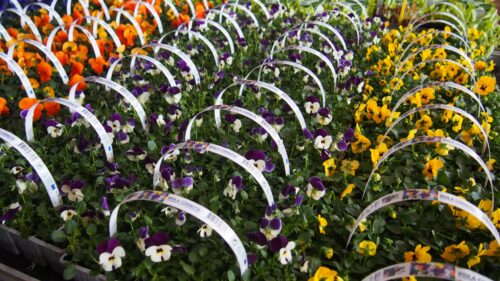 Viola cornuta, 10pack - Image 1