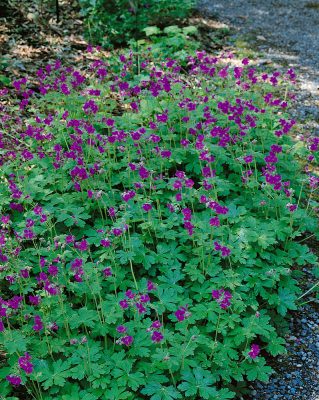 Geranium macrorrhizum 'Bevan´s Variety'