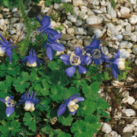 Aquilegia flabellata 'Mini Star'