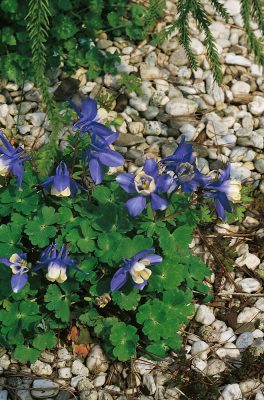 Aquilegia flabellata 'Mini Star'