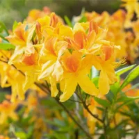 Azalea Knapp Hill 'Sunstar'
