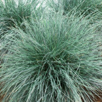Festuca glauca 'Eisvogel'