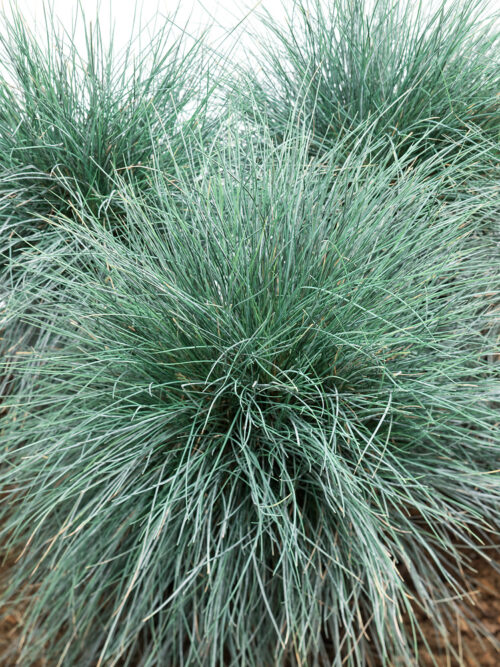 Festuca glauca 'Eisvogel' - Image 1