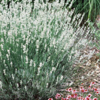 Lavandula angustifolia White