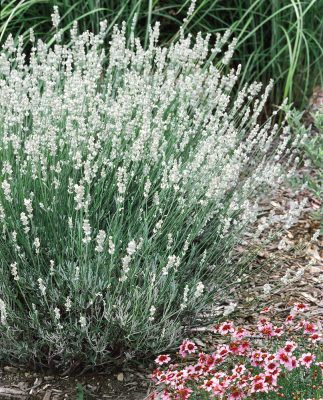 Lavandula angustifolia White