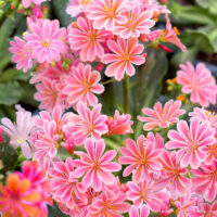 Lewisia cotyledon 'Select'
