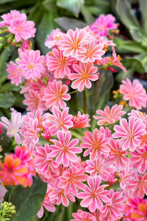 Lewisia cotyledon 'Select' - Obrázek 1