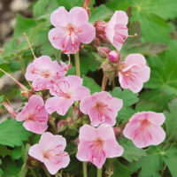 Geranium macrorrhizum 'Ingwersen´s Variety'