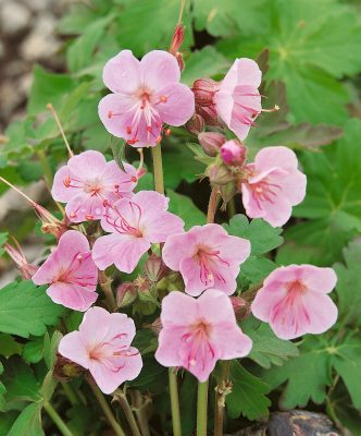 Geranium macrorrhizum 'Ingwersen´s Variety'