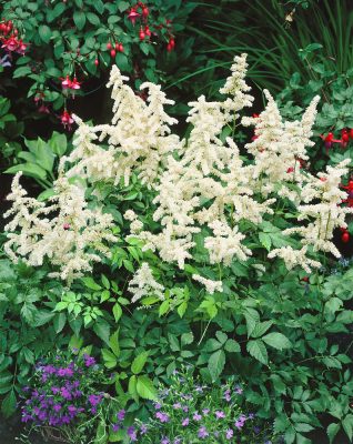 Astilbe japonica 'Deutschland'