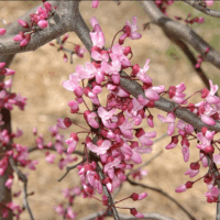 Cercis canadensis 'Ruby Falls'