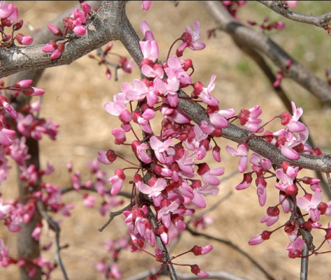 Cercis canadensis 'Ruby Falls'