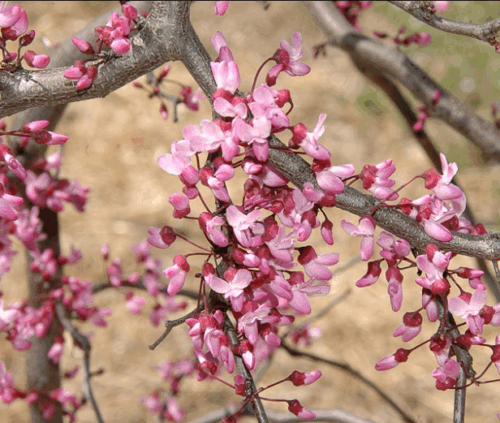 Cercis canadensis 'Ruby Falls' - Obrázek 1