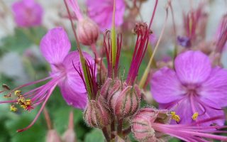 Geranium macrorrhizum