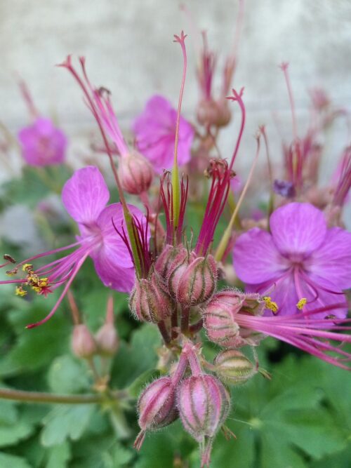 Geranium macrorrhizum - Obrázek 1
