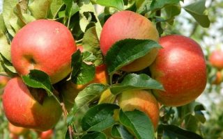 Jabloň 'Boskoopské červené'