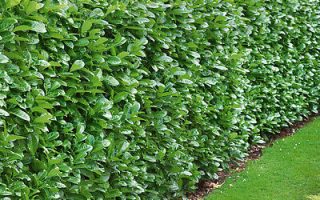 Prunus laur. ´Sedelsberg´ C2L, v. 20-30 CM