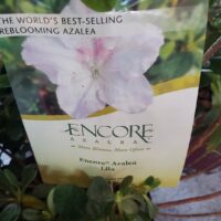 Azalea Encore® ´Lila´ C3L/P19, 25-30 CM - Obrázek 2