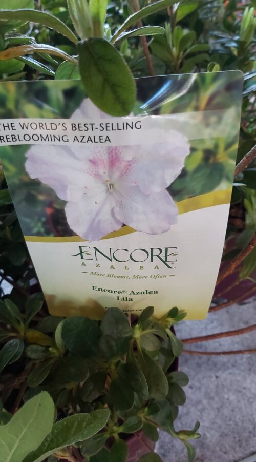 Azalea Encore® ´Lila´ C3L/P19, 25-30 CM - Obrázek 2