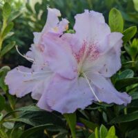 Azalea Encore® ´Lila´ C3L/P19, 25-30 CM