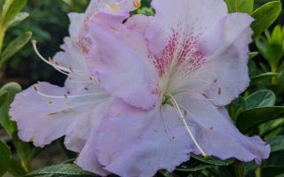 Azalea Encore® ´Lila´ C3L/P19, 25-30 CM