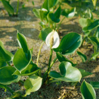 Calla palustris