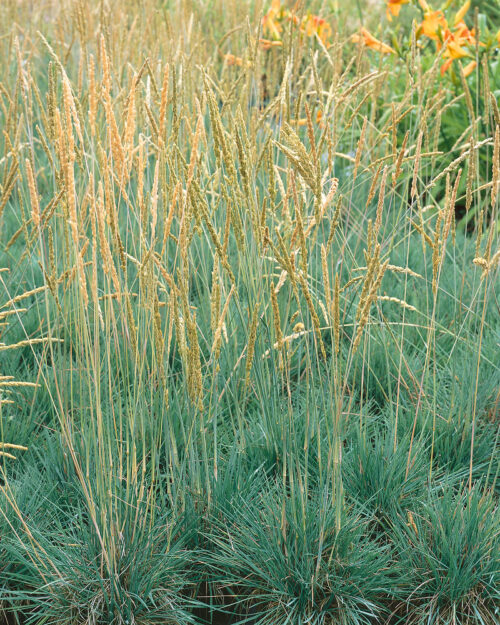 Koeleria glauca - Obrázek 1