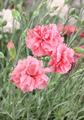 Dianthus caryophyllus 'Dinetta Soft Pink'