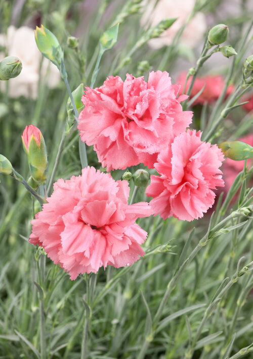Dianthus caryophyllus 'Dinetta Soft Pink' - Obrázek 1