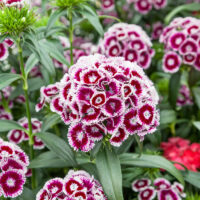 Dianthus barbatus Barbarini 'Purple Picotee'