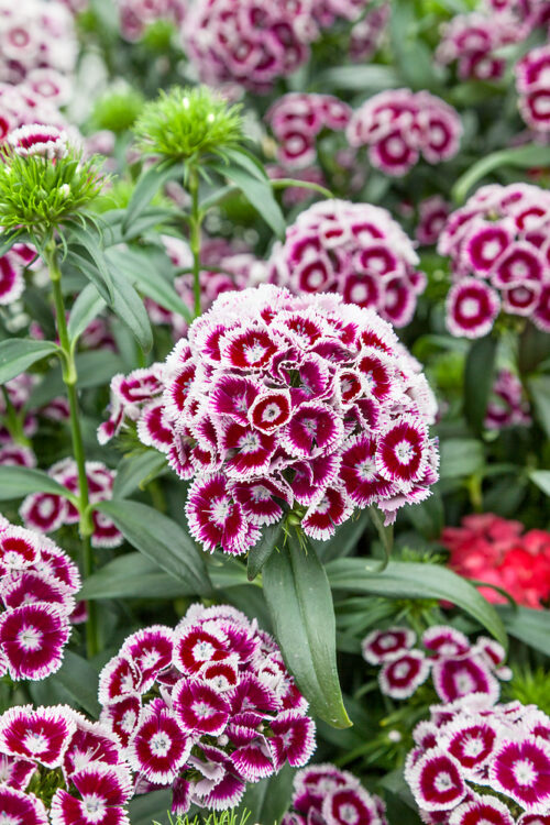Dianthus barbatus Barbarini 'Purple Picotee' - Obrázek 1