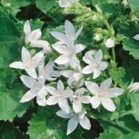 Campanula poscharskyana 'E.H. Frost'