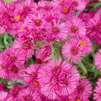 Aster novae-angliae 'Lachsglut'