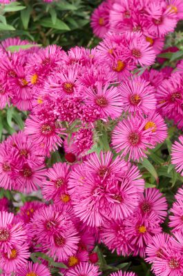 Aster novae-angliae 'Lachsglut'