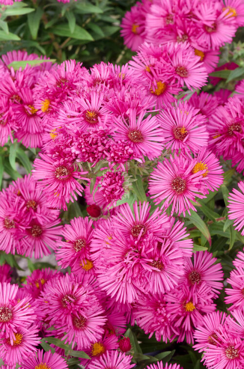 Aster novae-angliae 'Lachsglut' - Obrázek 1